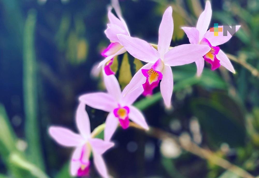 Una belleza de la naturaleza, el lirio de Todos Santos