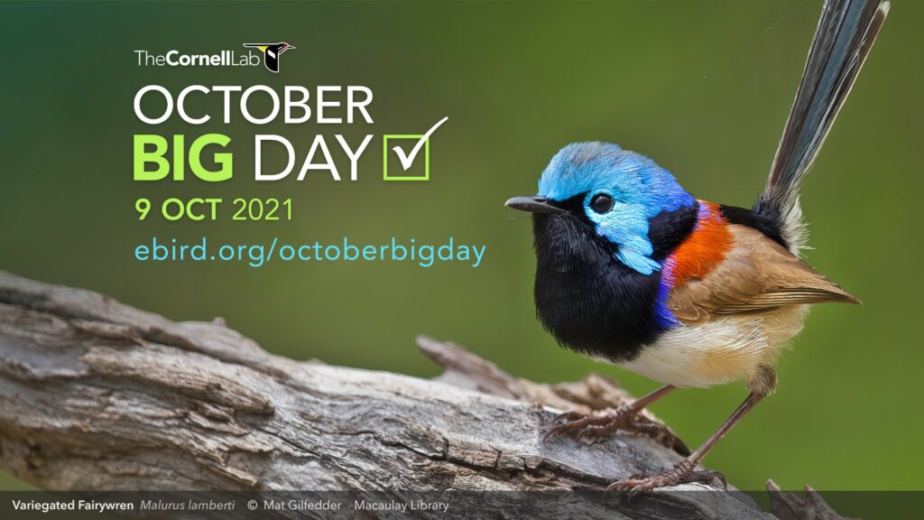 Este sábado, el October Big Day MÁSNOTICIAS