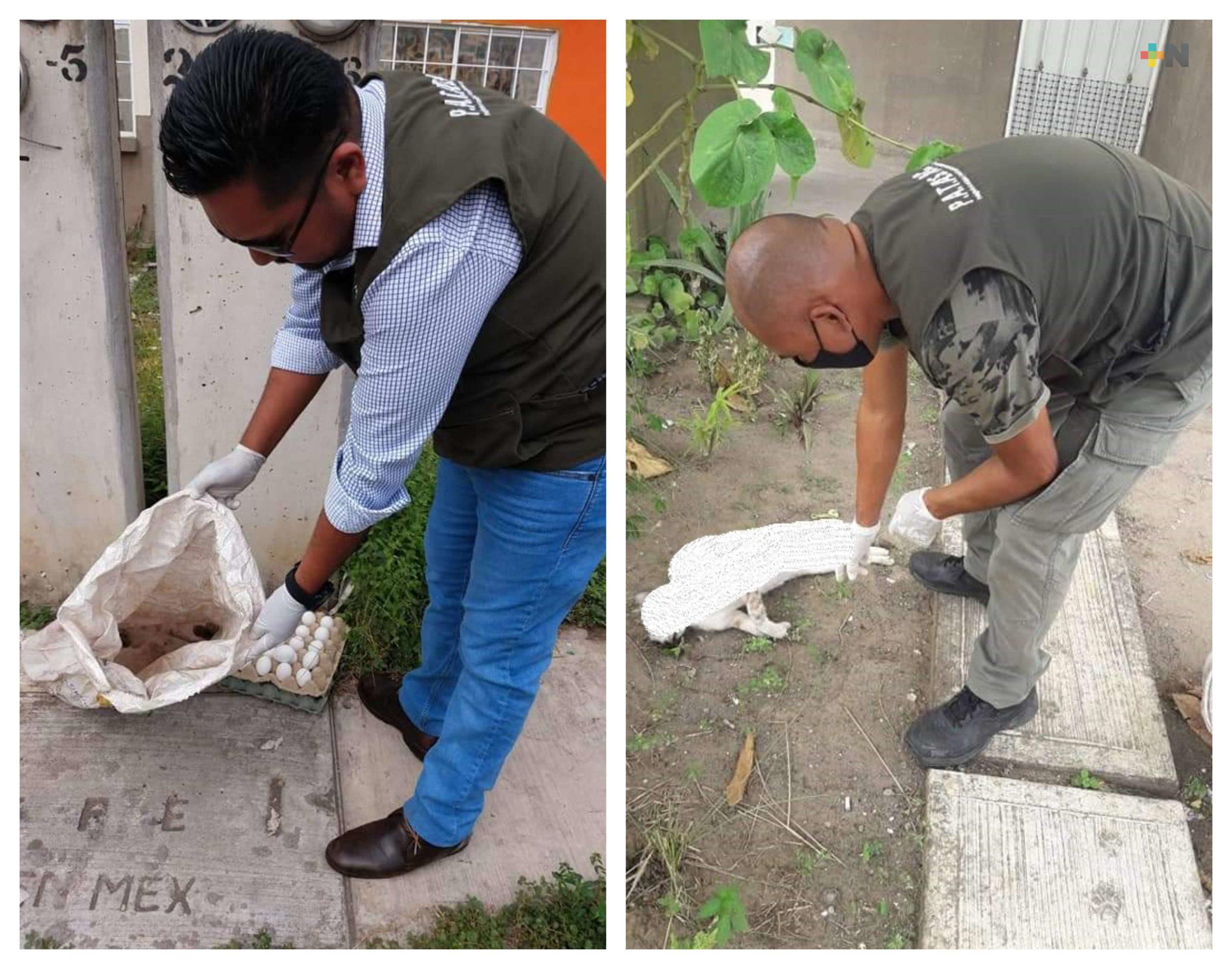 Denuncian envenenamiento masivo de perros y gatos en municipio de Veracruz