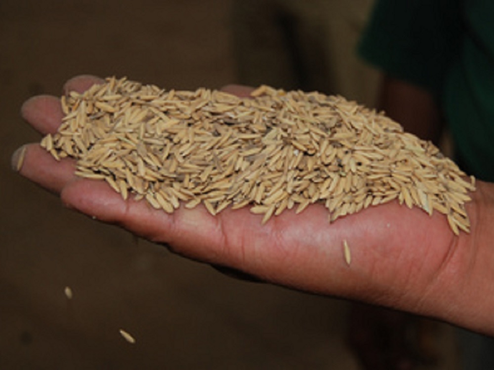 Anuncia Agricultura aumento en Precios de Garantía para granos