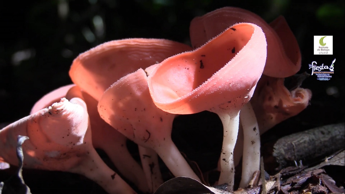 Uso de hongos en la industria, vital para la economía mundial