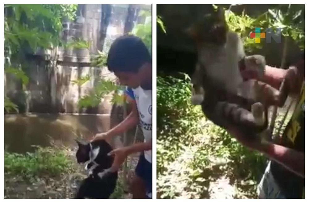 Denuncian a menores por maltratar gatos en fraccionamiento Laguna Real de Veracruz
