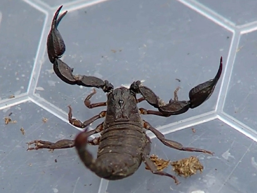 Descubren moléculas a partir de veneno de alacrán para combatir bacterias y células cancerígenas