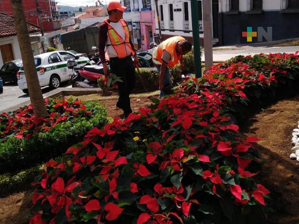 Ayuntamiento de Xalapa coloca flores de Nochebuena en parques y áreas ajardinadas