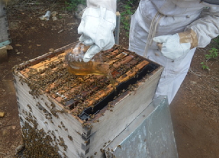 Desarrolla Agricultura suplemento proteínico a base de plantas para alimentación de abejas