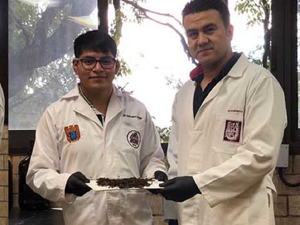 Estudia IPN actividad antimicrobiana de compuestos provenientes del sargazo