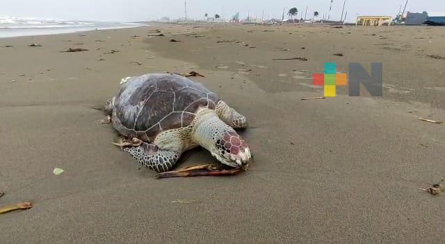Hayan a una tortuga muerta en playa de Coatzacoalcos