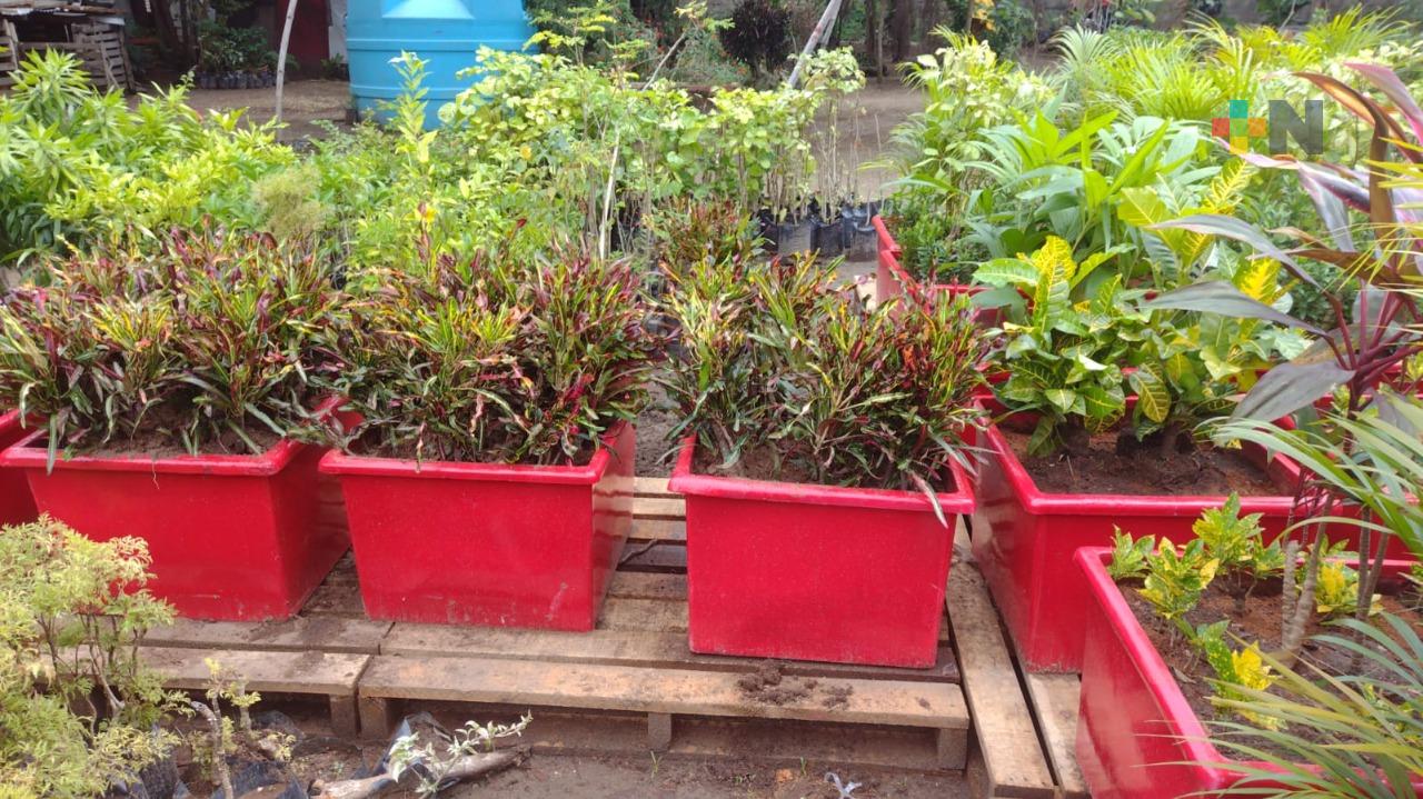 Serán colocadas 2 mil plantas de ornato en centro de Coatza