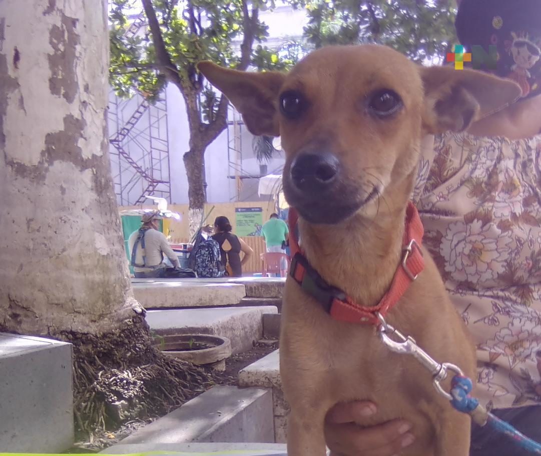 Invitan a evento de adopción de perros en   El Coyol, en Veracruz