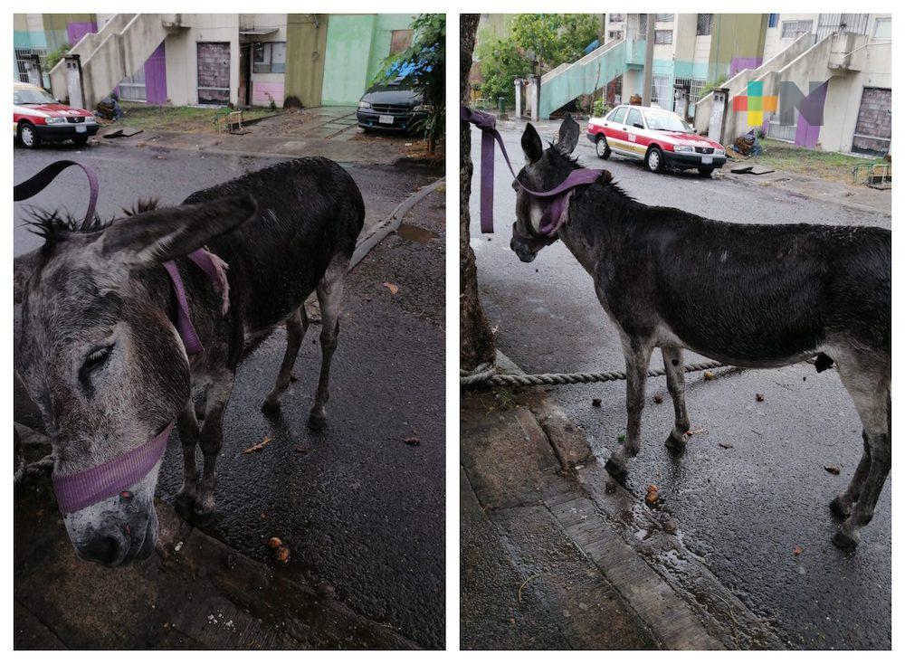 Piden apoyo para atender burro abandonado en Colinas de Santa Fe de Veracruz