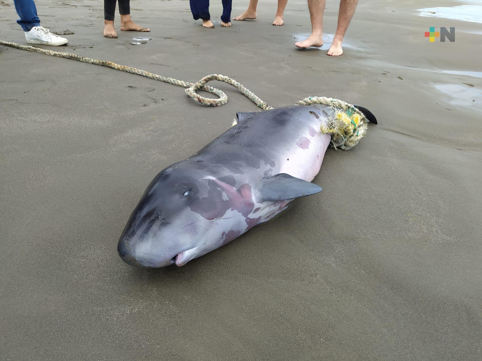 Encuentran cría de cachalote pigmeo sin vida en playa de Boca del Río