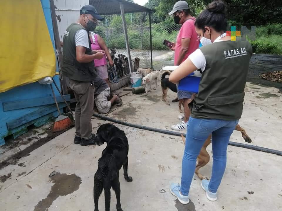 Exigen al Ayuntamiento de Veracruz,  acciones para prevenir maltrato animal