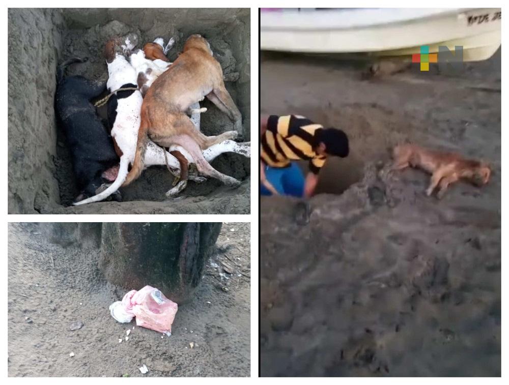 Envenenan a perros y gatos en playa de San Andrés Tuxtla