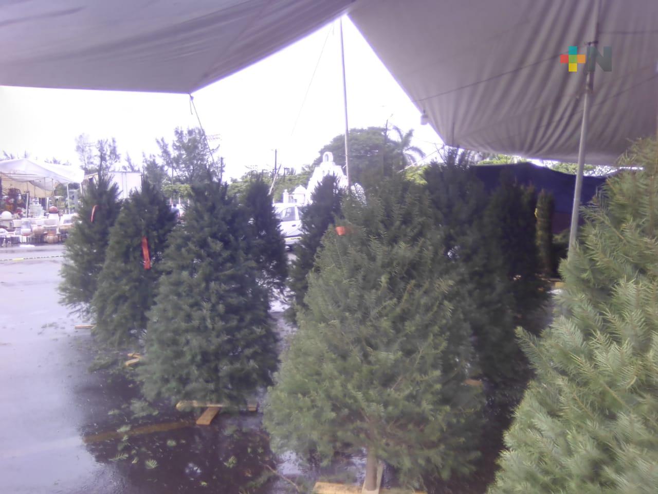 Inicia venta de pinos en el puerto de Veracruz con mejores expectativas