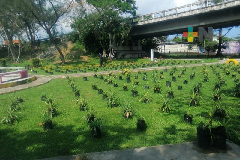 Producen más de 100 mil árboles anualmente viveros de Coatzacoalcos