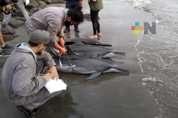 UV tiene en resguardo delfines fallecidos en Boca del Río
