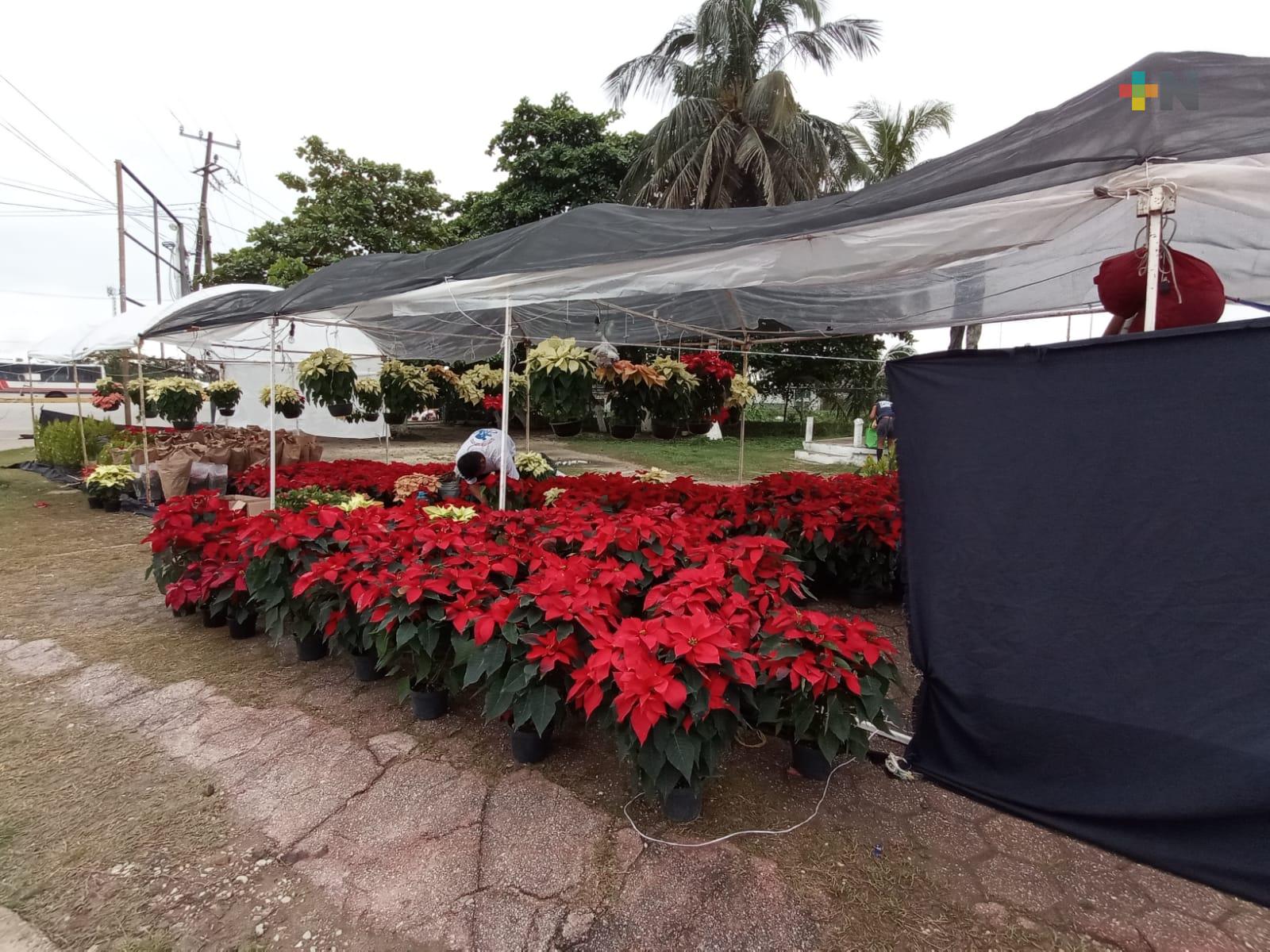 Venta de nochebuenas mantiene espíritu navideño y apoya economía