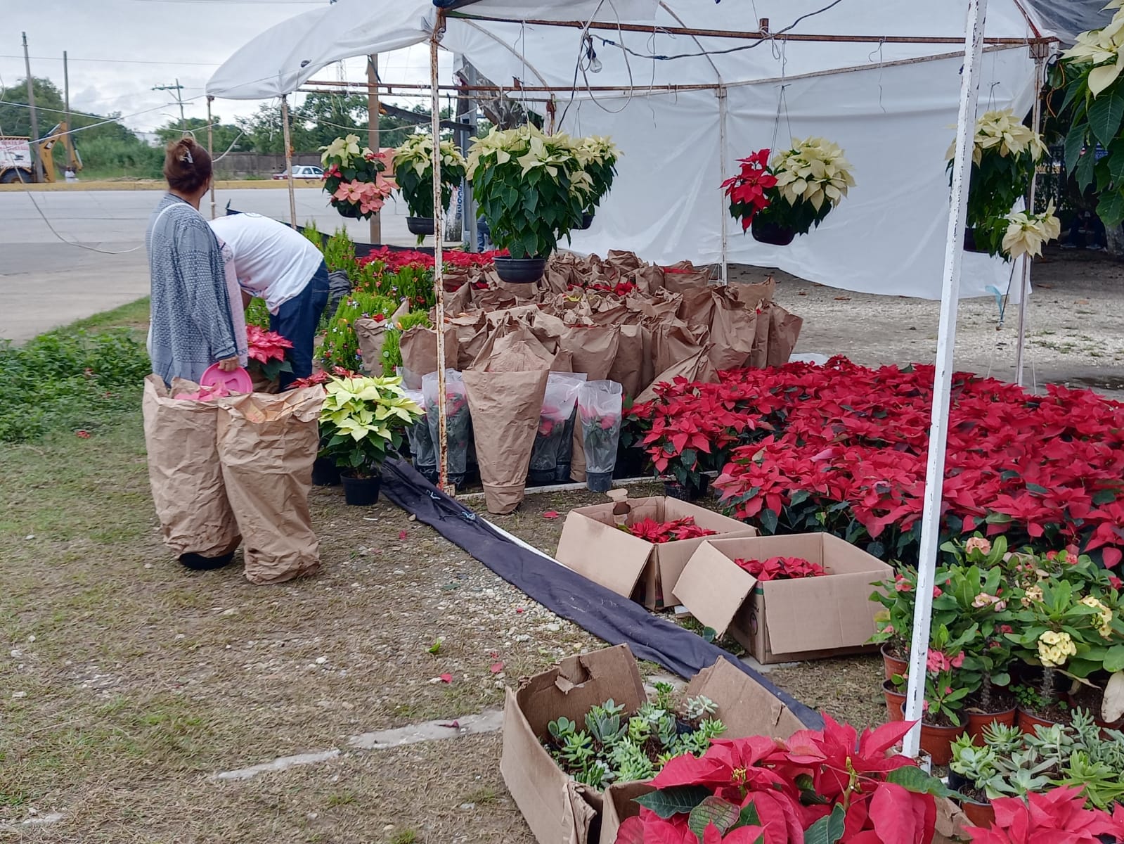Continúa venta de flor de nochebuena en parque Doña Falla