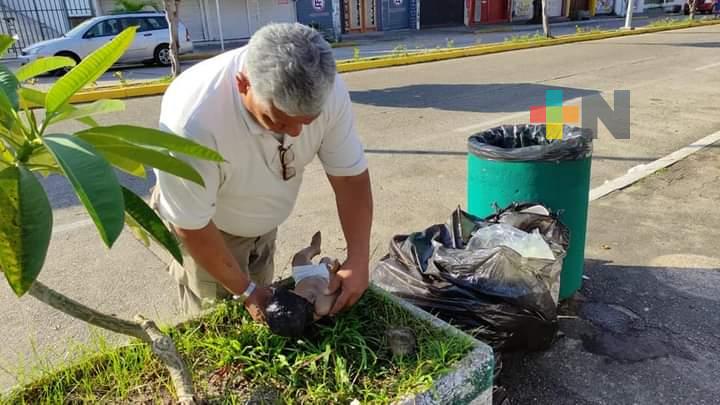 Vandalizan nacimiento montado en centro de Coatzacoalcos