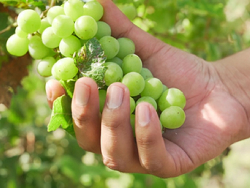 Productores garantizan abasto de frutos de temporada para la época decembrina: Agricultura