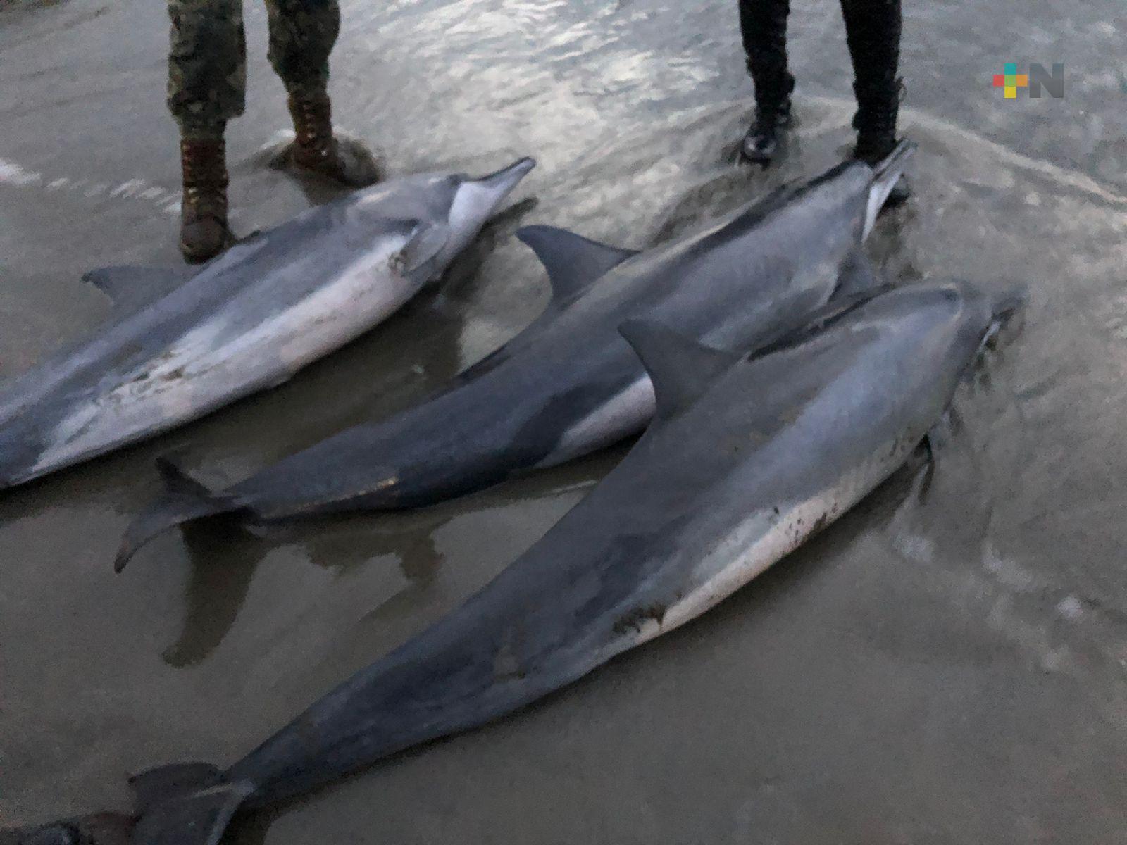 Aparecen delfines muertos en playas de Boca del Río