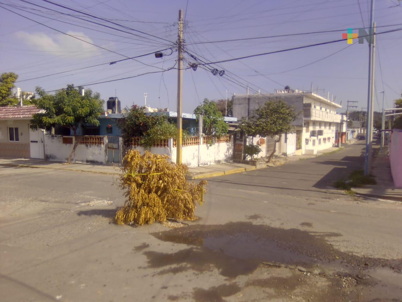 Colocan árbol en registro sin tapa en colonia de Veracruz, piden atender problema