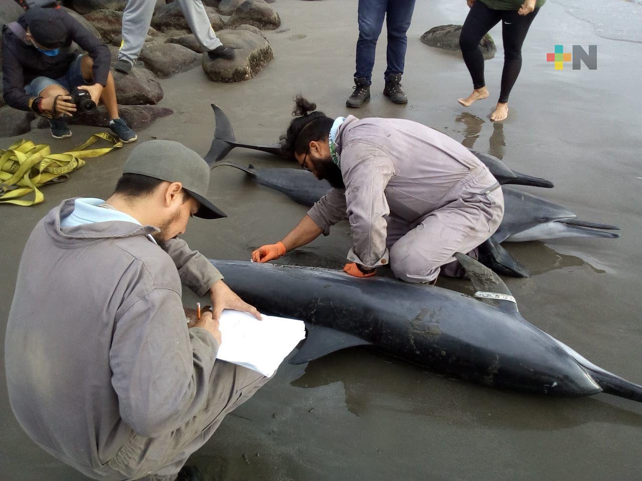 UV estudiará a delfines encontrados muertos en playas de Boca del Río