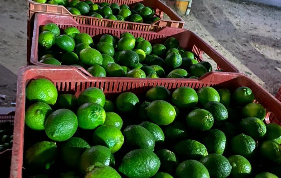 Incrementa precio de limón persa, productores tendrán excelente fin de año