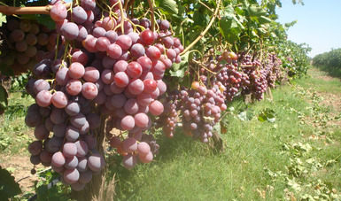 Para recibir año nuevo, productores garantizan el abasto de uva