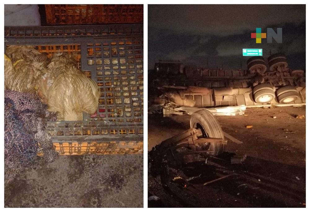 Hay rapiña tras volcadura de tráiler con pollos en el sur de Veracruz