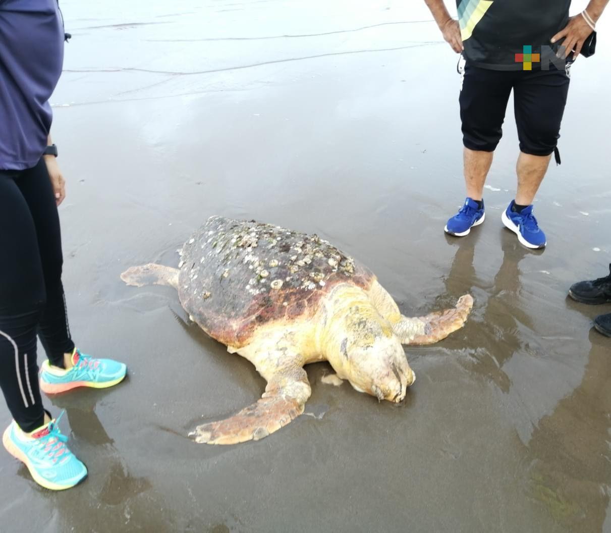 Localizan tortuga marina muerta en playas de Coatzacoalcos