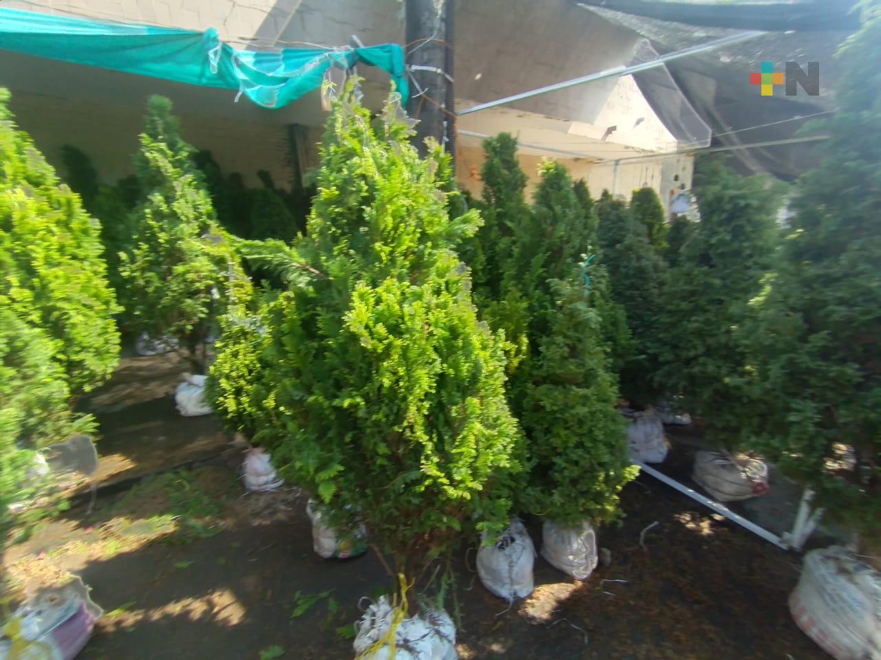 Sin repuntar ventas de pinos en el municipio de Veracruz