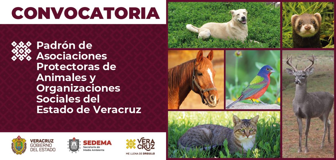 Sedema conformará padrón de asociaciones protectoras de animales