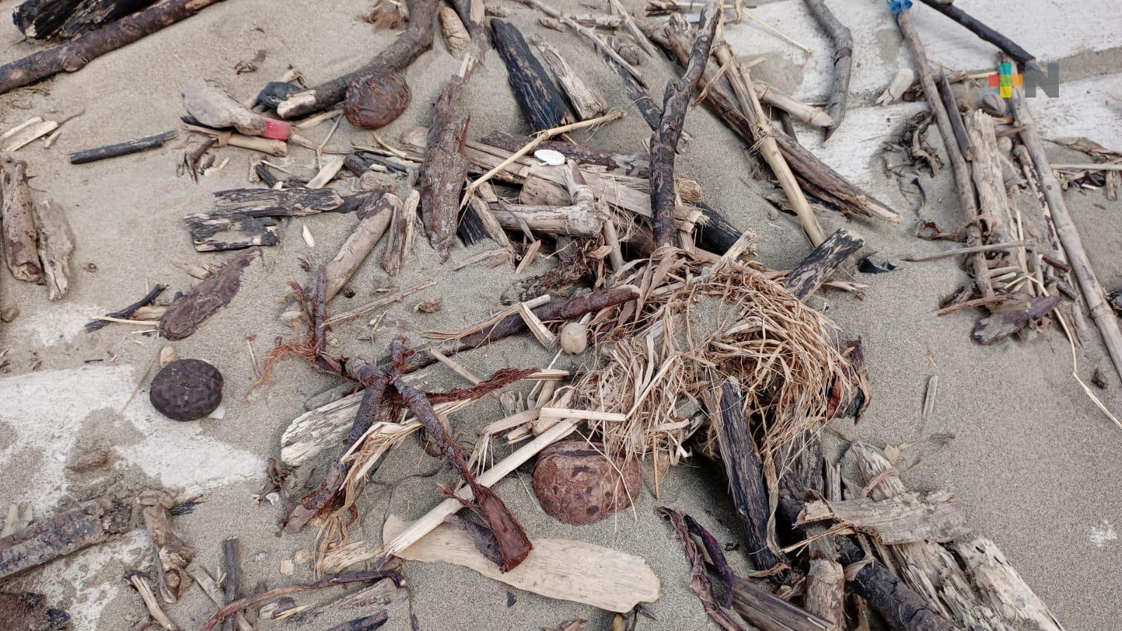 PC Coatzacoalcos alerta a población sobre fauna nociva en zona de playa