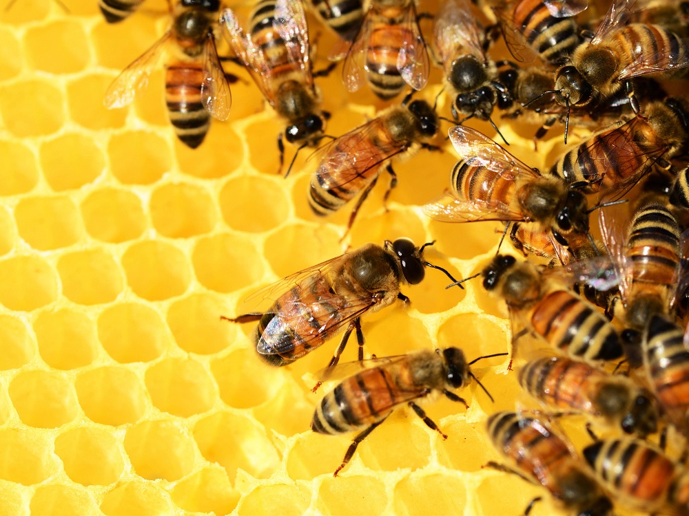 Crecen producción y exportaciones de miel en México al cierre de 2021: Agricultura