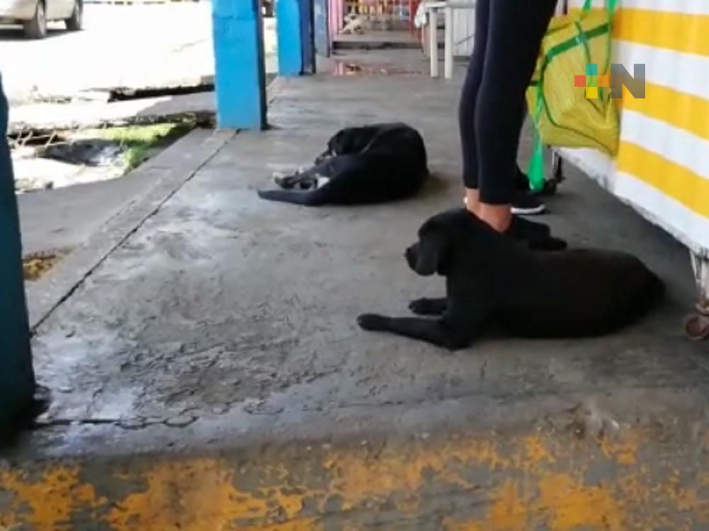 Ayuntamiento de Fortín ya cuentan con Coordinación de Bienestar Animal