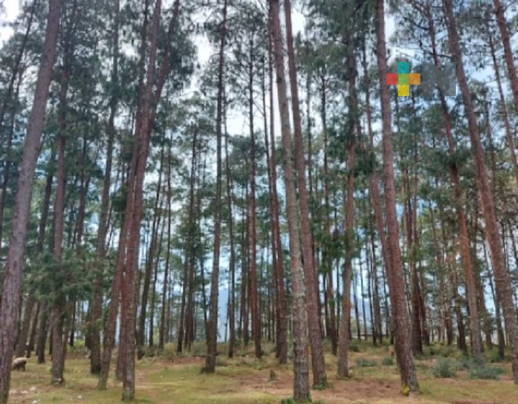 Conafor emite reglas de operación 2022 para el sector forestal