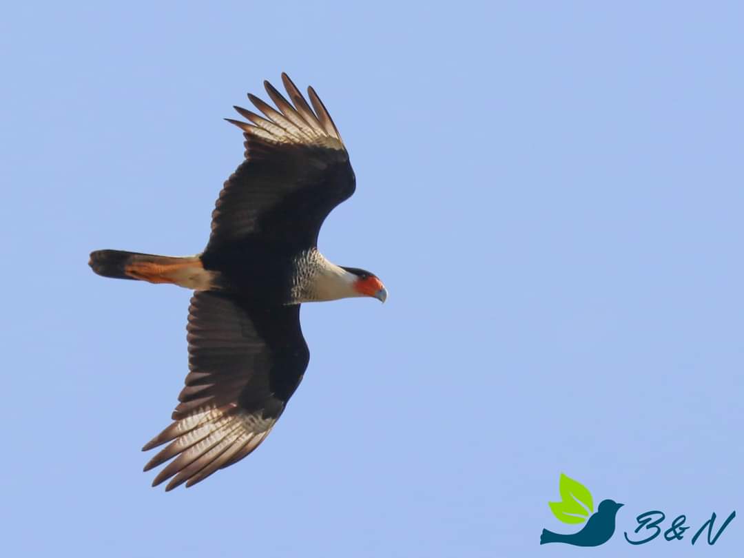 Invitan a segundo Conteo Latinoamericano de Aves Urbanas del 21 al 23 de enero