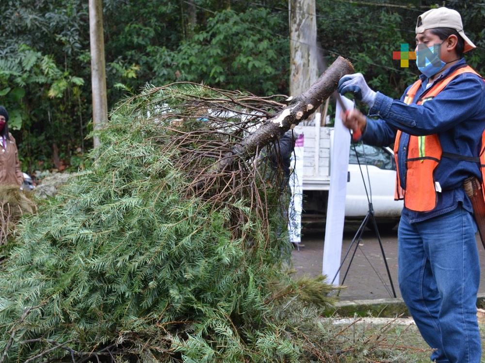 Programa Recicla tu Navidad presente en cuatro centros de acopio en Xalapa