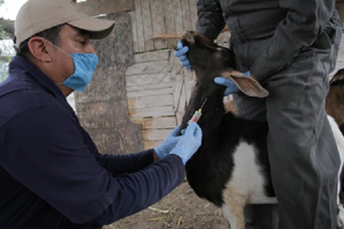 Trabajan en prevenir la rabia bovina en el estado de Veracruz