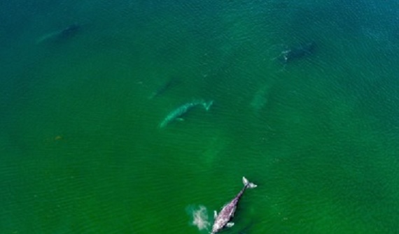 Llegaron primeros ejemplares de ballena gris a lagunas costeras de Baja California Sur