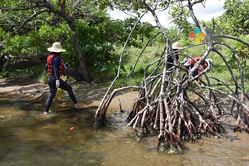 Pescadores reproducen y colocan mangle para restaurar hábitat de especies acuáticas