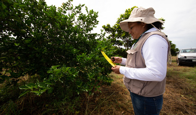 Desarrolla México investigación para afrontar efectos del cambio climático en la agricultura