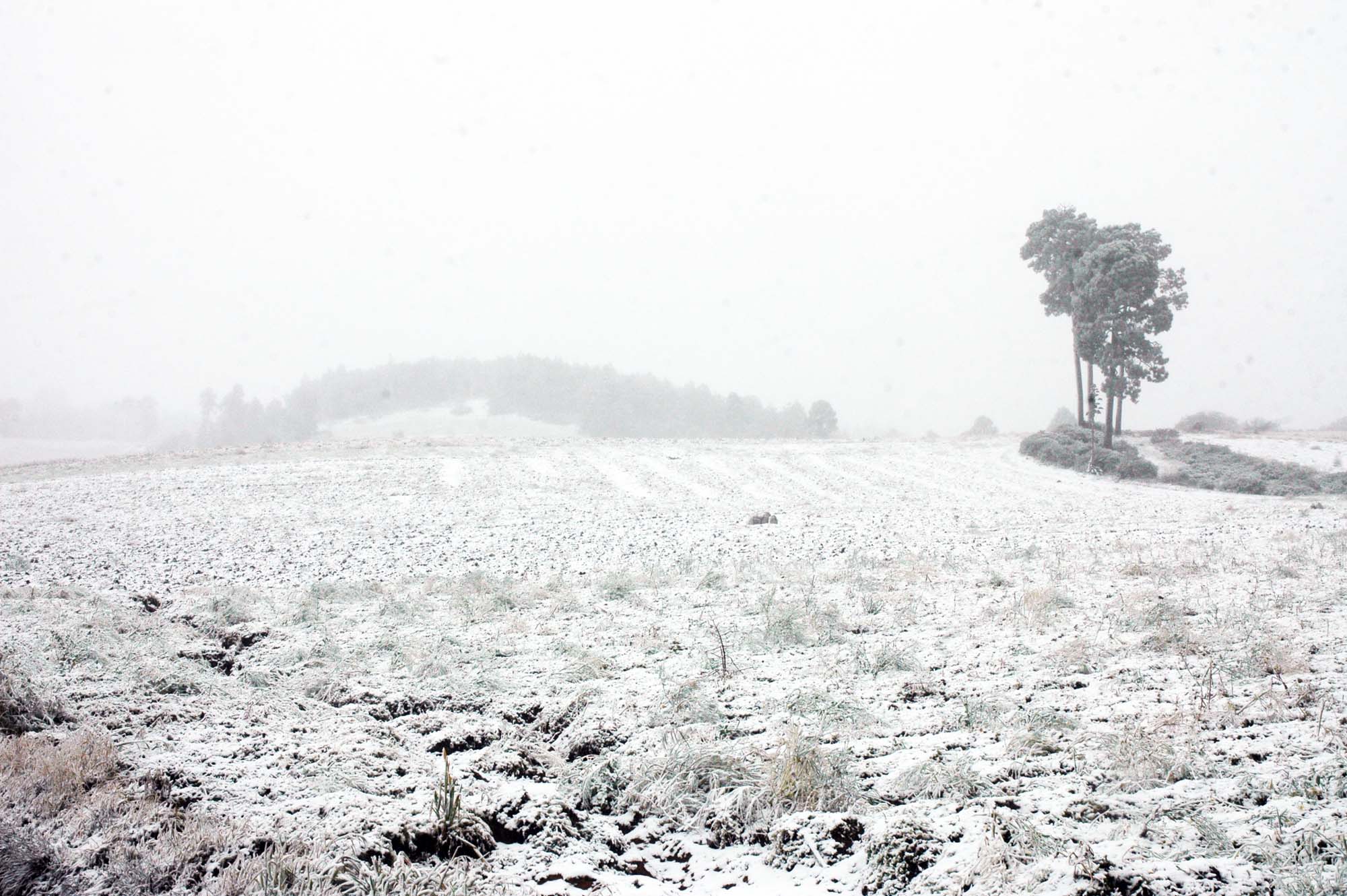 La primera nevada del año en el Cofre de Perote