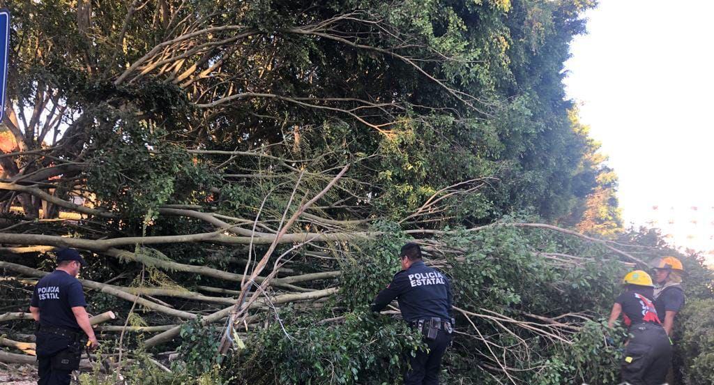 Afectaciones en 13 municipios veracruzanos por vientos de Norte – FF19