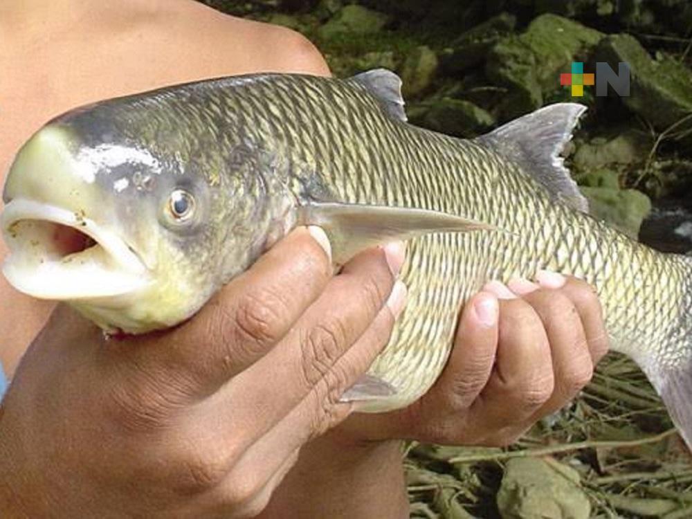 Se practica en Colipa la pesca a mano limpia