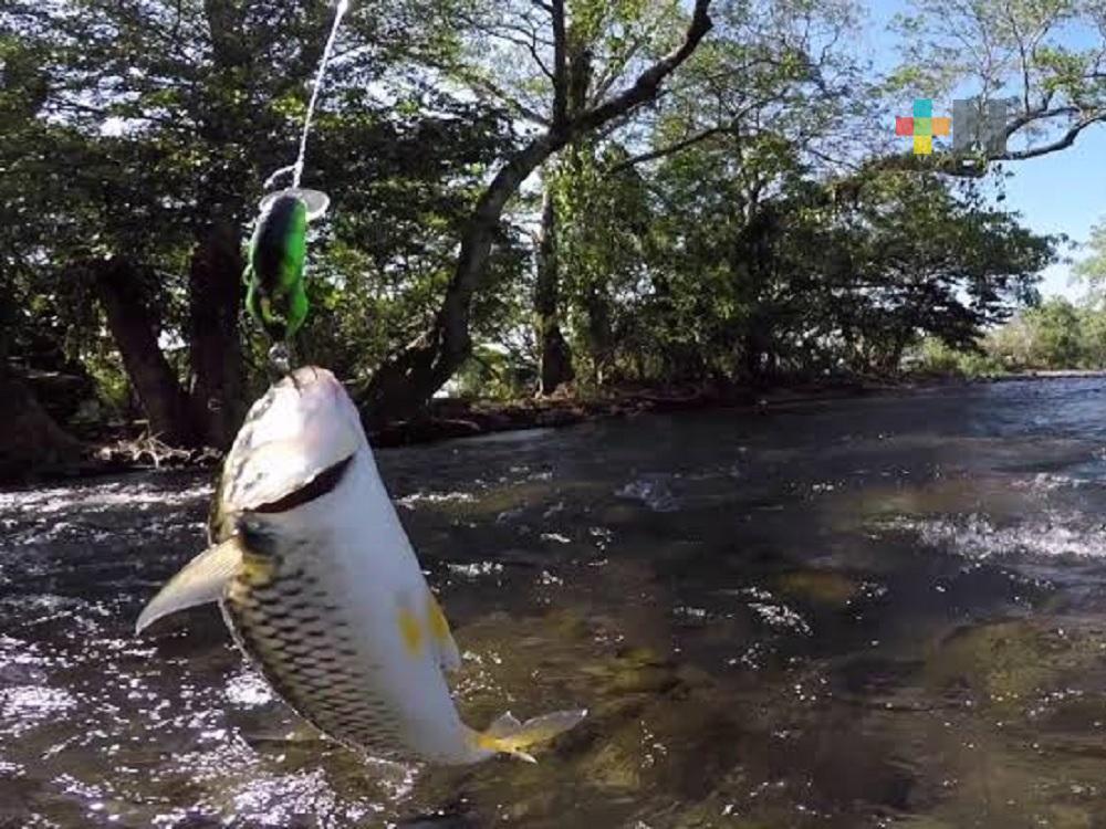 Pesca indiscriminada está generando desaparición de pez Bobo