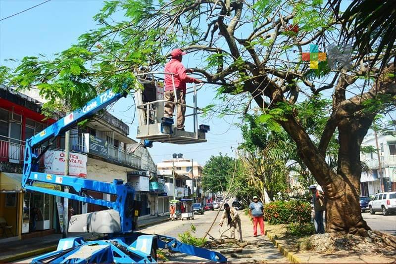 Poda y derribe de árboles, la mayor demanda en área de Medio Ambiente