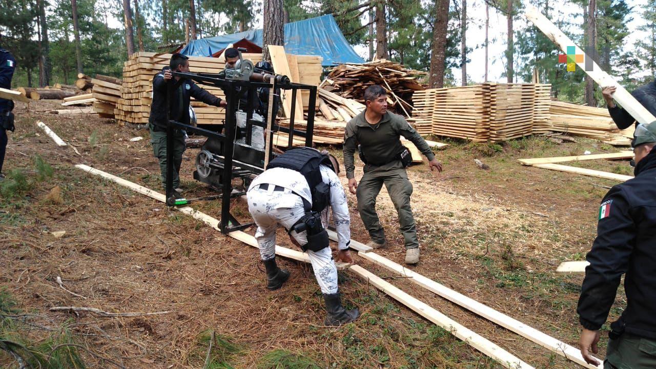 Asegura SSP aserradero clandestino en Acajete