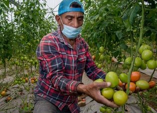 Crece 2.7% sector primario de México en 2021: Agricultura